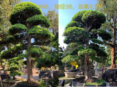 日本罗汉松