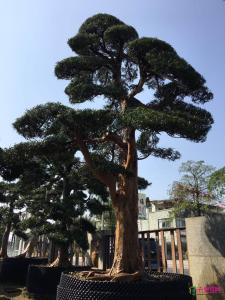 日本罗汉松