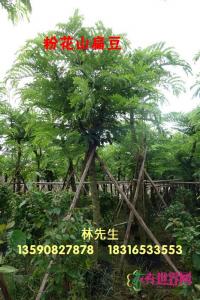 粉花山扁豆