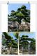 日本罗汉松