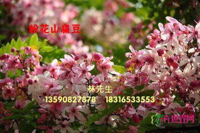 粉花山扁豆