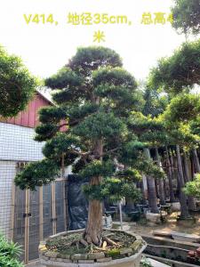 日本罗汉松